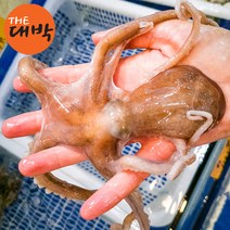 제철 국내산 활 낙지 1마리 산낙지 산소포장 뻘낙지 세발낙지 탕탕이 호롱, 활 낙지(소) 1마리