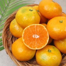 채홈 제주직송 극조생 고당도 노지감귤 4.5kg 9kg 대과 중대과 로얄과 소과, 4.5kg 대과(2L)