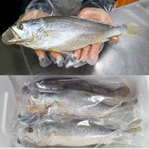 반건조 조기 5마리 (대 27~29cm) / 배안갈라진 큰조기 제수용 부세 내장손질 제수용생선