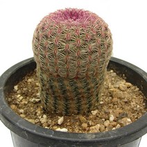 자태양-소형원통형선인장/귀족선인장/촘촘한가시, 1개