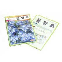 씨앗 물망초 150립