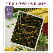 산양삼 선물세트 산삼 강원도 장뇌삼 자연 산양산삼 야생 장내삼 산삼뿌리 산삼잎 6년근 장뢰삼 10주세트