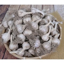 (주말 한정 특특가) 토종 의성 육쪽마늘 통마늘, 소 반접(45~55개) 0.5kg 내외
