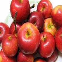 사과(알프스오토메)/화분묘/묘목/k0537