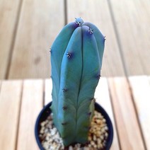 용신목 선인장 키우기 예쁜다육 50 랜덤발송, 단품, 1개