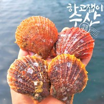 제철비단홍가리비1kg통영 무료배송