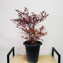 키우기 쉬운 식물 남천 나무 추위에 강한식물 노지월동 감성인테리어식물 20