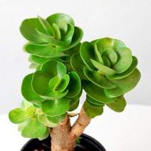 녹비단 다육식물 재물운 돈나무 은행목 공기정화식물 식물키우기 마이플랜트, 무늬녹비단소품
