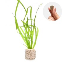 초보자도 키우기 쉬운 어항장식 포트수초 200종 모음, 3번) 미니링포트 미니발리스네리아