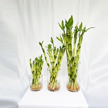 개운죽 10cm~50cm 행운목 개운죽 키우기 수경재배 공기정화식물 학습재료, 황금죽(3촉)