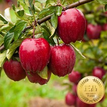 [아삭함 500%] 홍로 사과 가정용, 가정용 2kg 소과 10-12과