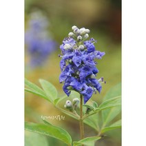 [노지월동] 바이텍스 (12cm포트) / 사진촬영 2023년 8월 20일, 1개