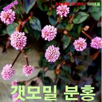 팝플라워 갯모밀 분홍(개모밀) 씨앗 15립