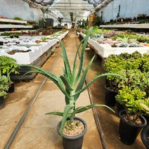 아보레센스 알로에, 1개