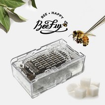 비플라이 건강한 벌 벌침 봉침 벌침용벌+먹이서비스, 50마리 내외, 1통