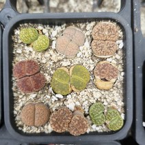 리톱스 대품 알록달록 조약돌 다육이 다육식물 8-230, 단품, 1개