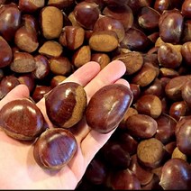 햇공주밤 1KG 칼집O 밤삶는법 군밤 밤 밤효능 약단밤