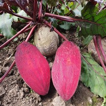 [제주특산물] 내몸에 비트즙(50포/100포), 100포