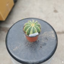 공룡꽃식물원(주) 수박선인장 소품 10~25cm 24 다육식물 다육이, 1개