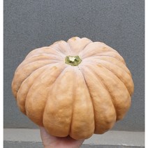국내산 손질 늙은호박 맷돌호박, 생늙은호박-4kg