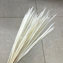 미니화분 자연 말린 꽃 토끼 꼬리 팜파스 갈대 꽃다발 웨딩 파티 장식 식물 3 개 구매시 1 무료 제, 15 Q5