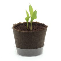 옥수수씨 옥수수씨앗 자연교구 식물키우기키트, 1개