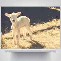 아기염소야 뭐하니 - 폼보드 감성사진 액자