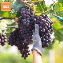 지앤제이 고씨네 프리미엄 아도라포도3kg 크림슨포도 수입포도, one color, free
