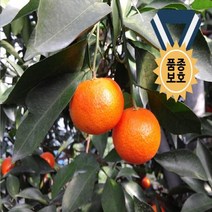 귤나무(미니향)/접목2년/묘목/k0699, 1개