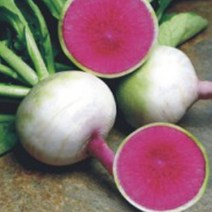 야채 빨간 과일 무 무우 수박무 채소 종자 씨앗 100립 종묘사 판매 무종류 _ 22092786EA 3bunshop*489890883hC, 본상품선택