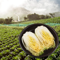 [예약배송] 먹사부 땅끝 해남 절임배추 소금 절인배추 직거래 국산 맛있는 김장 김치 20kg 20키로 3kg 양념X 지정일 가능, C.지정일배송(수요일도착)