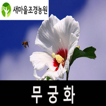 무궁화나무 무궁화나무묘목 꽃나무 조경수 울타리용나무, 1개