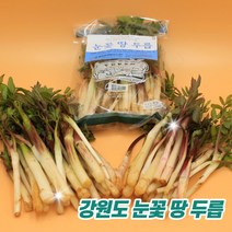 눈꽃 땅 두릅 봄철 제철음식 강원도 횡성 농장재배 봄맞이 신선 농산물, 600g, 1개