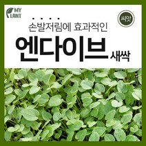 마이플랜트 새싹 엔다이브 씨앗 15g 채소 재배 베란다 텃밭 가꾸기