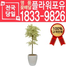 무늬벤자민 개업화분 개업선물 배달 이사 실내공기정화