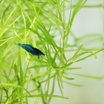 아쿠아마켓 나자스말 5촉 / 후경수초 토종수초 활착수초, 1개