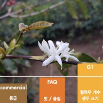 캅카와 생두 베트남 로부스타 G1 닥만 Wet Polished, 5kg