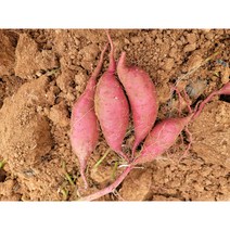 지승이네 농장 23년 수확한 세척 햇꿀밤고구마, 1박스, 한입(20g~50g)10kg