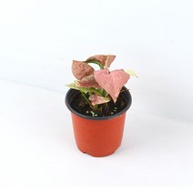 미미네가든 핑크 싱고니움 1포트 - 공기정화 다육식물, 단품