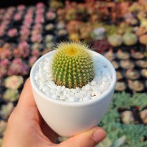 그리너리농장 다육이 선인장 20종 하얀색 화분에 담은 식물, 금황환