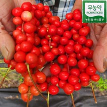 강원도 홍천 무농약 생 오미자 10kg 5kg 세척오미자 햇오미자 오미자청 오미자설탕절임 당절임 2023년, 세척생오미자 완전익음 5kg(페트통)