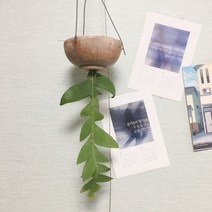 크리소카디움 토분 피쉬본 생선뼈선인장 행잉플랜트 에어플랜튼 공중걸이식물