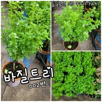 바질트리 002 특 랜덤 공기정화식물/미세먼지/공기정화효과 공기정화식물
