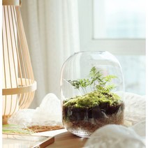 라운드 테라리움 키트 DIY 이끼 공기정화 취미 실내 반려 식물 인테리어 화분