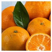 영화청과 특급 귤 2k500g 청 만들기 하우스 노지 조생 타이벡 농장 농원 제주도 시세 재배 나무