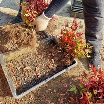 남천나무 2년생모종, 1개