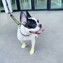 강아지 일회용 신발 애견용품 산책 1달세트(112매) 댕댕집사 개뿐슈즈, 초소형(  ~2kg)(1달 세트)