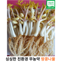 국내산 친환경 무농약 싱싱한 땅콩 나물 200g 1kg 국산 무농약 땅콩 나물 새싹 땅콩 생 땅콩나물 발아식물