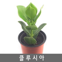 공기정화식물 크루시아 - 전자파차단에효과적인