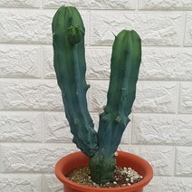 용신목 선인장38, 1개